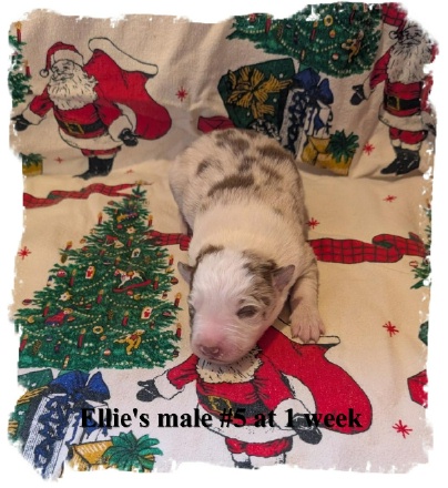 ABCA male Red Merle Border Collie out of working stock at 1 week